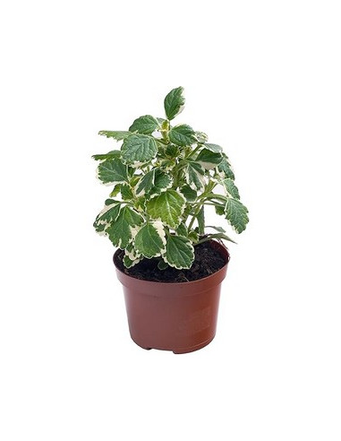 PLECTRANTHUS COLEOIDES T11CM