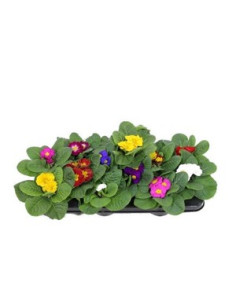 PRIMULA ACAULIS T11CM MATRIMONI