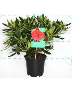 RHODODENDRON HIBRIDO T5LT 40/50