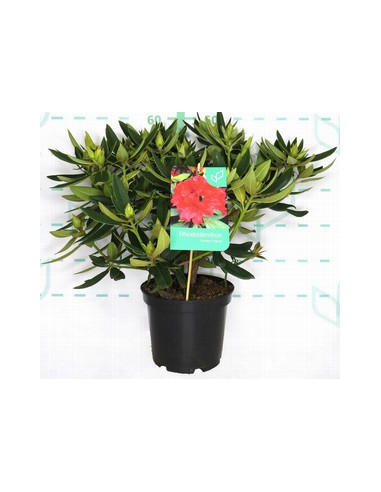 RHODODENDRON HIBRIDO T5LT 40/50