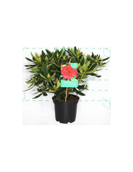RHODODENDRON HIBRIDO T5LT 40/50