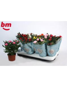 ROSER PITIMINI IMP T10,5CM