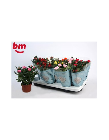 ROSER PITIMINI IMP T10,5CM