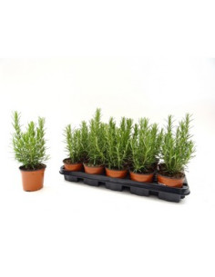 ROSMARINUS OFFICINALIS T11CM