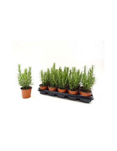 ROSMARINUS OFFICINALIS T11CM
