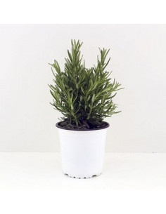 ROSMARINUS OFFICINALIS T13CM