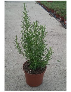 ROSMARINUS OFFICINALIS T2LT o T17CM