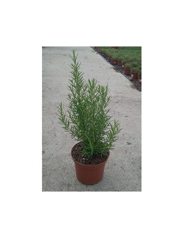 ROSMARINUS OFFICINALIS T2LT o T17CM