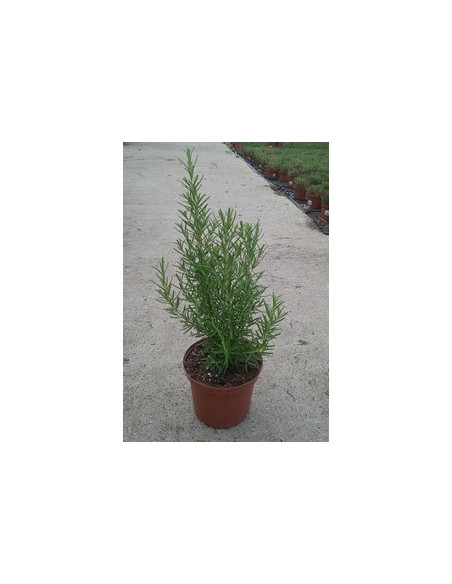 ROSMARINUS OFFICINALIS T2LT o T17CM