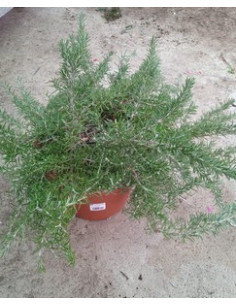 ROSMARINUS POSTRATUS T10LT 2