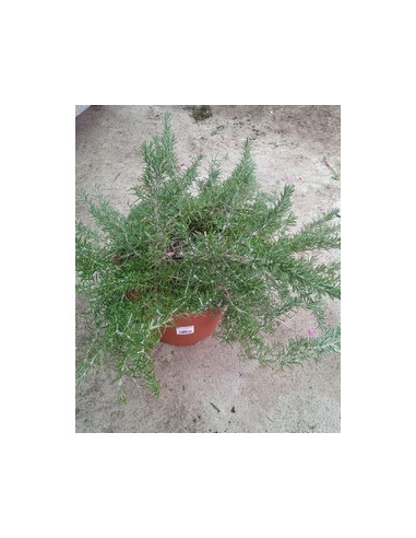 ROSMARINUS POSTRATUS T10LT