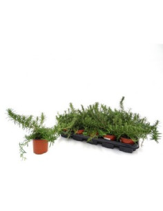 ROSMARINUS POSTRATUS T11CM