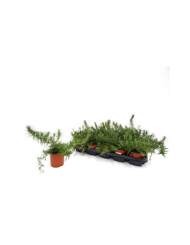 ROSMARINUS POSTRATUS T11CM