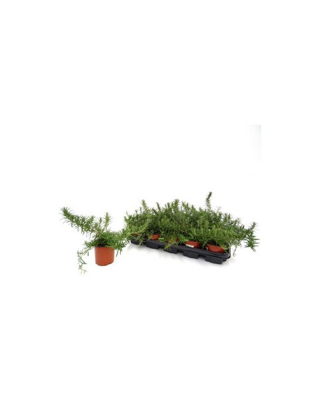 ROSMARINUS POSTRATUS T11CM