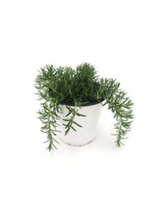 ROSMARINUS POSTRATUS T13CM 2