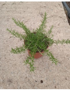 ROSMARINUS POSTRATUS T2LT o T17CM