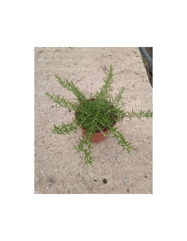 ROSMARINUS POSTRATUS T2LT o T17CM
