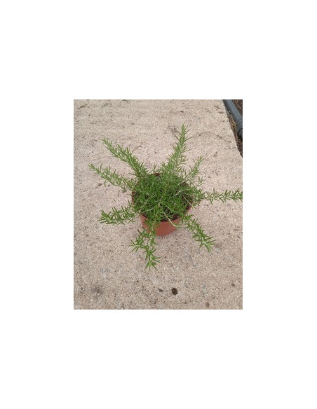 ROSMARINUS POSTRATUS T2LT o T17CM