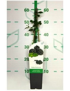 RUBUS FRUTICOSUS DIRKSEN T2LT TUTORES 60CM