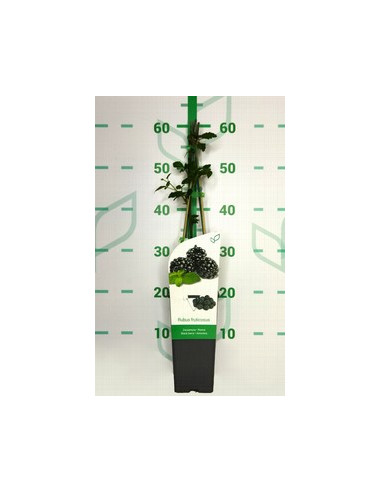 RUBUS FRUTICOSUS DIRKSEN T2LT TUTORES 60CM