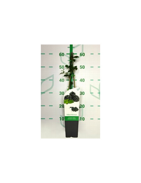 RUBUS FRUTICOSUS DIRKSEN T2LT TUTORES 60CM