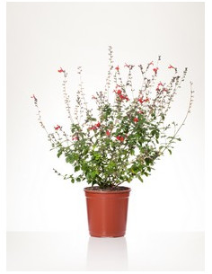 SALVIA MICROPHYLLA ROYAL BUMBLE T2LT 2