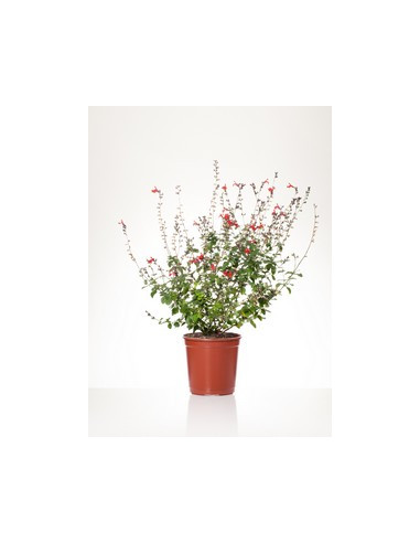 SALVIA MICROPHYLLA ROYAL BUMBLE T2LT