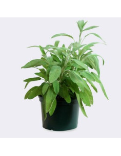 SALVIA OFFICINALIS T13CM