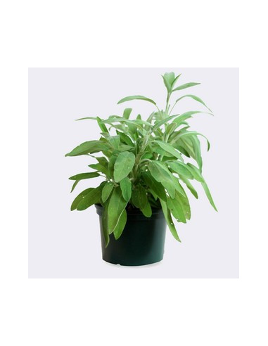 SALVIA OFFICINALIS T13CM