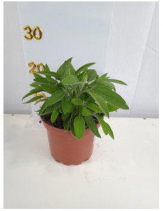 SALVIA OFFICINALIS T2LT