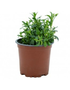 SATUREJA HORTENSIS T11CM "AJEDREA"