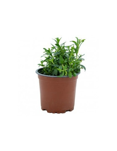 SATUREJA HORTENSIS T11CM "AJEDREA"