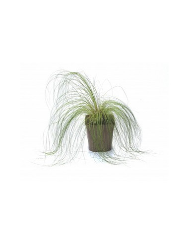 STIPA TENUISSIMA T2LT