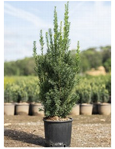 TAXUS MEDIA HILLI T5LT