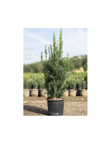 TAXUS MEDIA HILLI T5LT