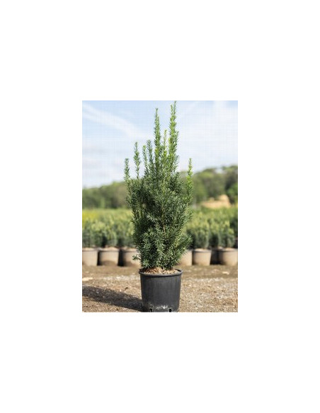 TAXUS MEDIA HILLI T5LT
