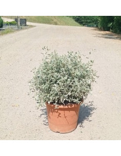 TEUCRIUM FRUTICANS T10LT