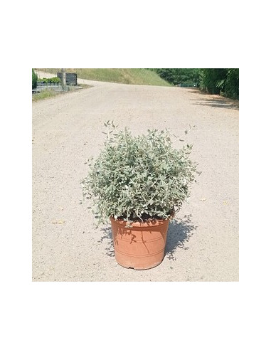 TEUCRIUM FRUTICANS T10LT