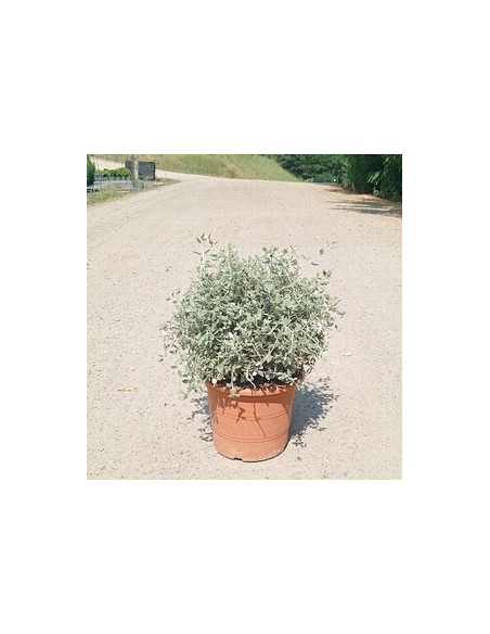 TEUCRIUM FRUTICANS T10LT