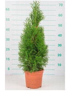 THUJA OCCIDENTALIS ESMERALDA T5LT