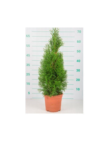 THUJA OCCIDENTALIS ESMERALDA T5LT