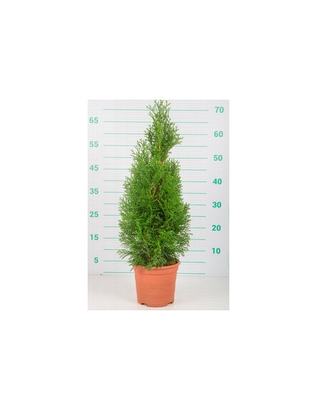 THUJA OCCIDENTALIS ESMERALDA T5LT