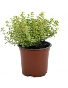 THYMUS CITRIODORUS T13CM