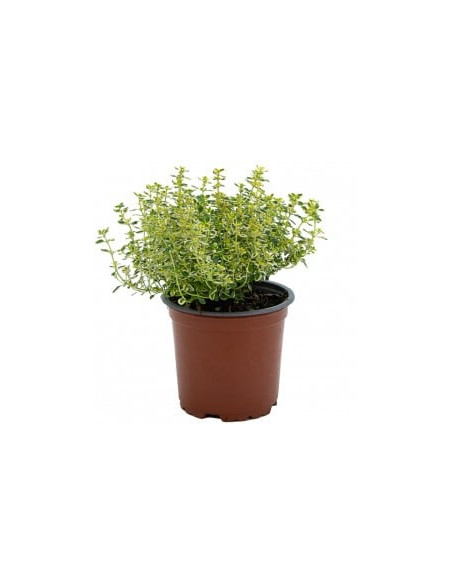 THYMUS CITRIODORUS T13CM