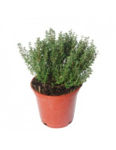 THYMUS VULGARIS T13CM 2