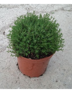 THYMUS VULGARIS T2LT