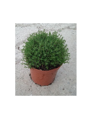 THYMUS VULGARIS T2LT