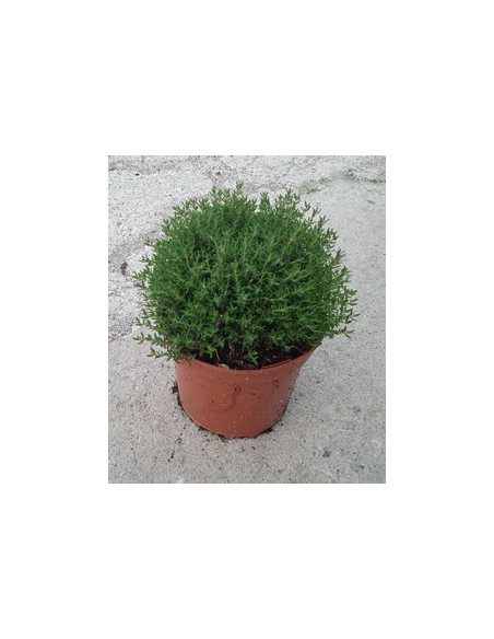 THYMUS VULGARIS T2LT