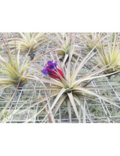 TILLANDSIA AERANTHOS