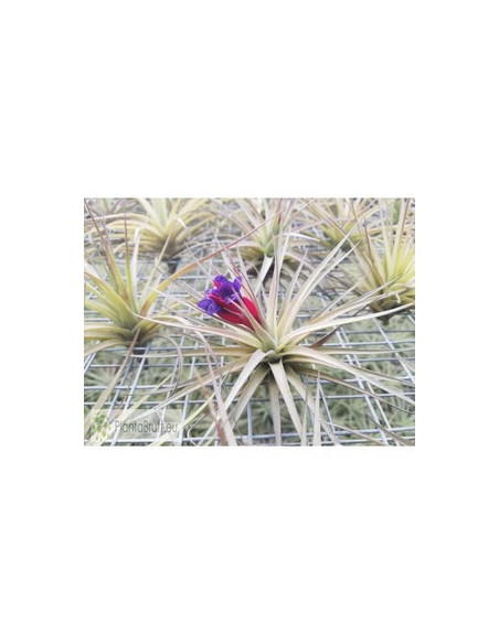 TILLANDSIA AERANTHOS